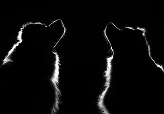 doggydoo-pension-logo